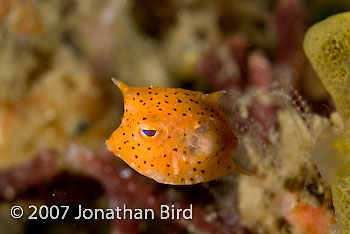 Unidentified Boxfish [--]