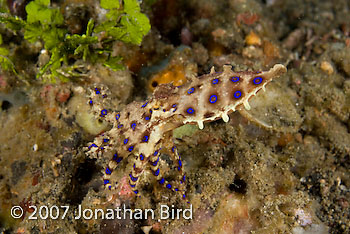 Blue Ringed Octopus [Hapalochlaena lunulata]