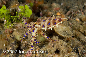 Blue Ringed Octopus [Hapalochlaena lunulata]