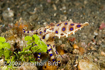 Blue Ringed Octopus [Hapalochlaena lunulata]