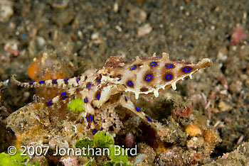 Blue Ringed Octopus [Hapalochlaena lunulata]