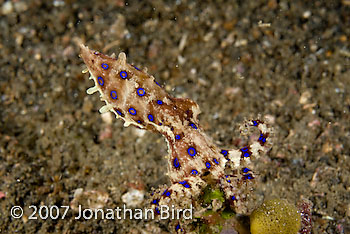 Blue Ringed Octopus [Hapalochlaena lunulata]