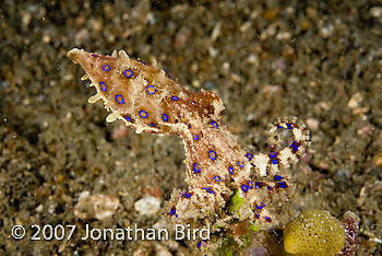 Blue Ringed Octopus [Hapalochlaena lunulata]