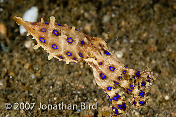 Blue Ringed Octopus [Hapalochlaena lunulata]