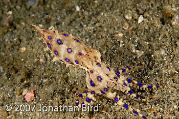 Blue Ringed Octopus [Hapalochlaena lunulata]