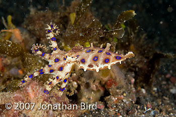 Blue Ringed Octopus [Hapalochlaena lunulata]