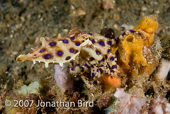 Blue Ringed Octopus [Hapalochlaena lunulata]