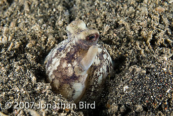 White Octopus [Octopus sp.]