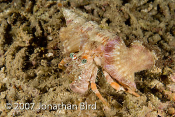 Hermit Crab [Dardanus pedunculatus]