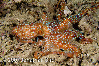 Whitespot Octopus [Octopus luteus]