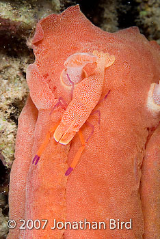 Imperial Shrimp [Periclimenes imperator]