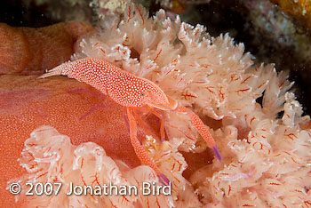 Imperial Shrimp [Periclimenes imperator]