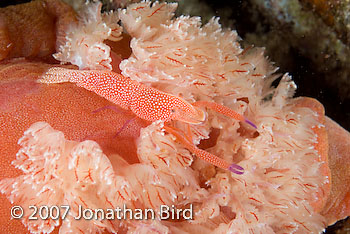 Imperial Shrimp [Periclimenes imperator]