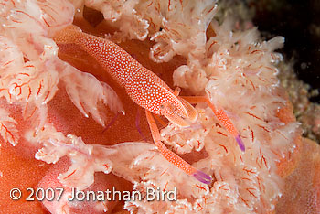 Imperial Shrimp [Periclimenes imperator]