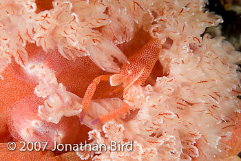 Imperial Shrimp [Periclimenes imperator]