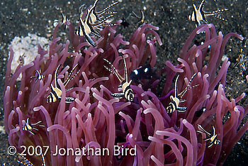 Banggai Cardinalfish [Pterapogon kauderni]