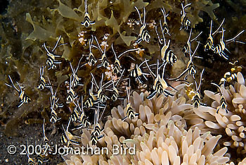 Banggai Cardinalfish [Pterapogon kauderni]