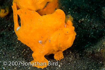 Painted Frogfish [Antennarius pictus]