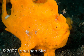 Painted Frogfish [Antennarius pictus]