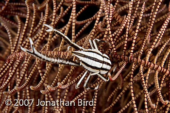 Elegant Squat lobster [Allogalathea elegans]