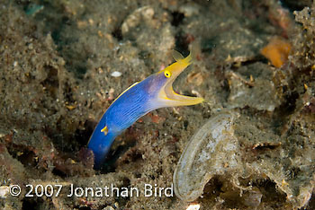 Ribbon Eel [Rhinomuraena quaesita]