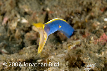 Ribbon Eel [Rhinomuraena quaesita]