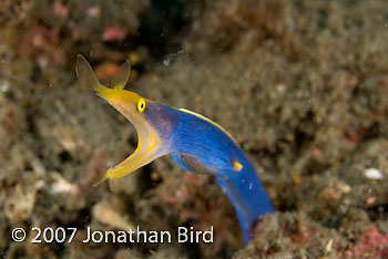 Ribbon Eel [Rhinomuraena quaesita]