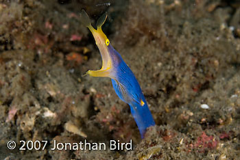 Ribbon Eel [Rhinomuraena quaesita]