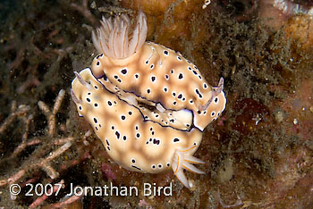  Nudibranch [Risbecia tryoni]