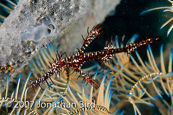 Ornate Ghost pipefish [Solenostomus paradoxus]