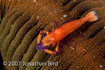 Imperial Shrimp [Periclimenes imperator]