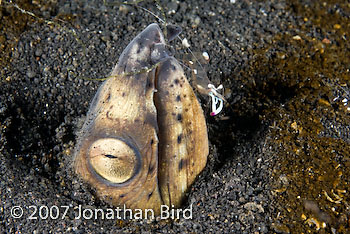 Black-finned snake Eel [Ophichthus melanochir]