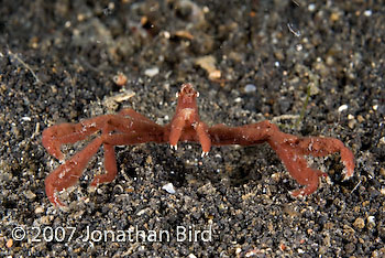 Orangutan Crab [Achaeus japonicus]