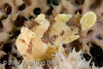 Painted Frogfish [Antennarius pictus]