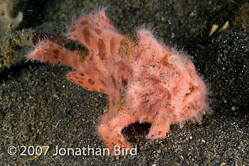 Striated Frogfish [Antennarius striatus]