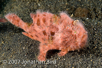 Striated Frogfish [Antennarius striatus]