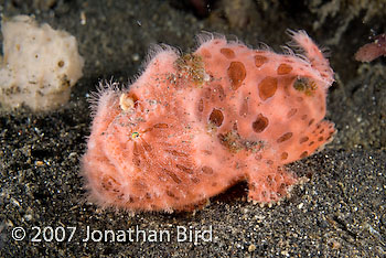 Striated Frogfish [Antennarius striatus]