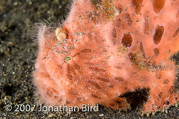 Striated Frogfish [Antennarius striatus]