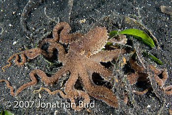 Unidentified Octopus [Octopus sp.]