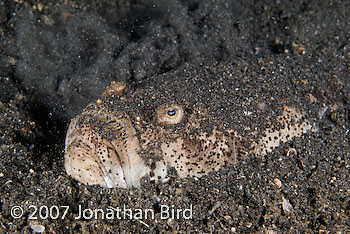 Whitemargin Stargazer [Uranoscopus sulphureus]