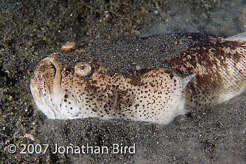 Whitemargin Stargazer [Uranoscopus sulphureus]