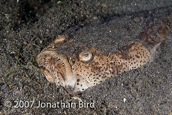 Whitemargin Stargazer [Uranoscopus sulphureus]