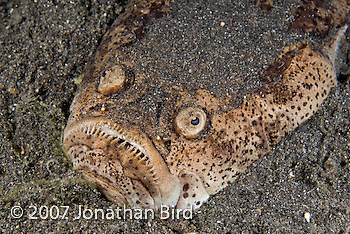 Whitemargin Stargazer [Uranoscopus sulphureus]