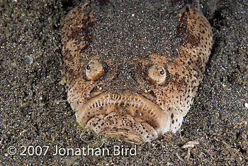 Whitemargin Stargazer [Uranoscopus sulphureus]