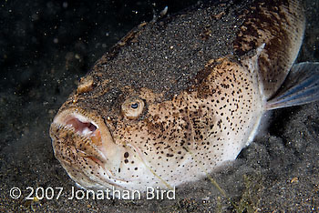 Whitemargin Stargazer [Uranoscopus sulphureus]