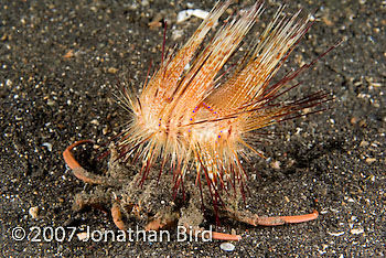 Sea Urchin Crab [Dorippe frascone]