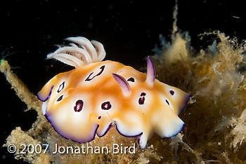  Nudibranch [Risbecia tryoni]