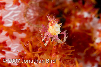 Candy Crab [Hoplophrys oatesii]