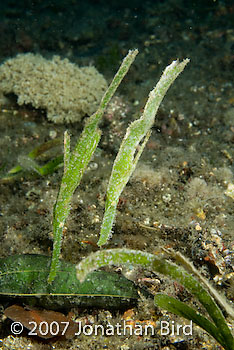 Robust Ghost pipefish [Solenostomus cyanopterus]