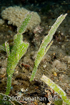 Robust Ghost pipefish [Solenostomus cyanopterus]